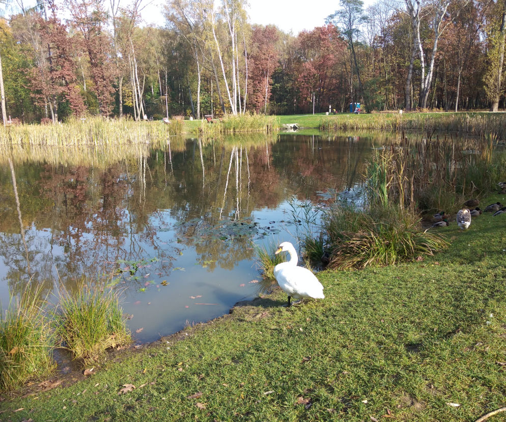 łabędź piaskówka