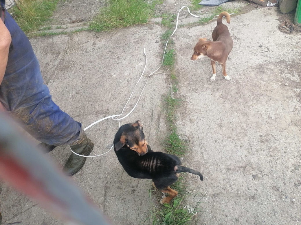 Inspektorzy OTOZ Animals w Bielsku-Białej odebrali osiem skrajnie zaniedbanych psów