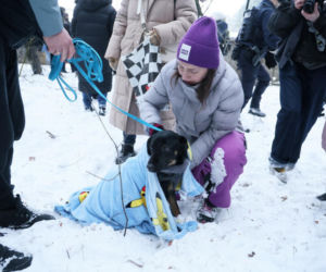 „Maszynka do mielenia mięsa i pałki z krwią”. Kulisy zamknięcia schroniska „Happy Dog”. Co dalej?