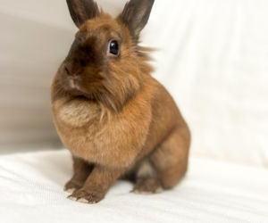 Metamorfoza Domu pod królikiem