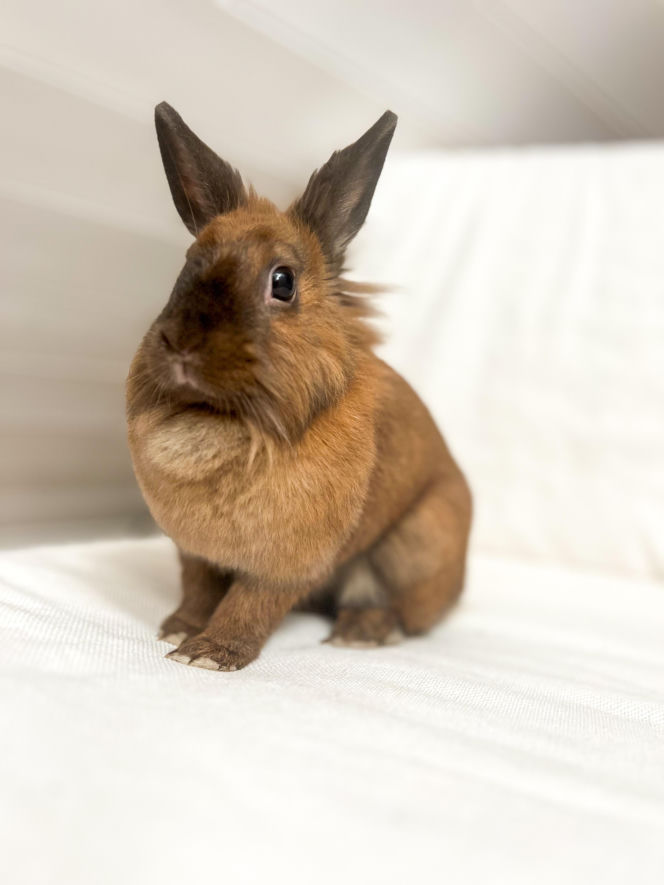 Metamorfoza Domu pod królikiem