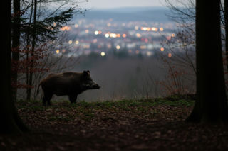 Uśmiercono dziki w Warszawie. Dlaczego miasto podjęło tak drastyczną decyzję?