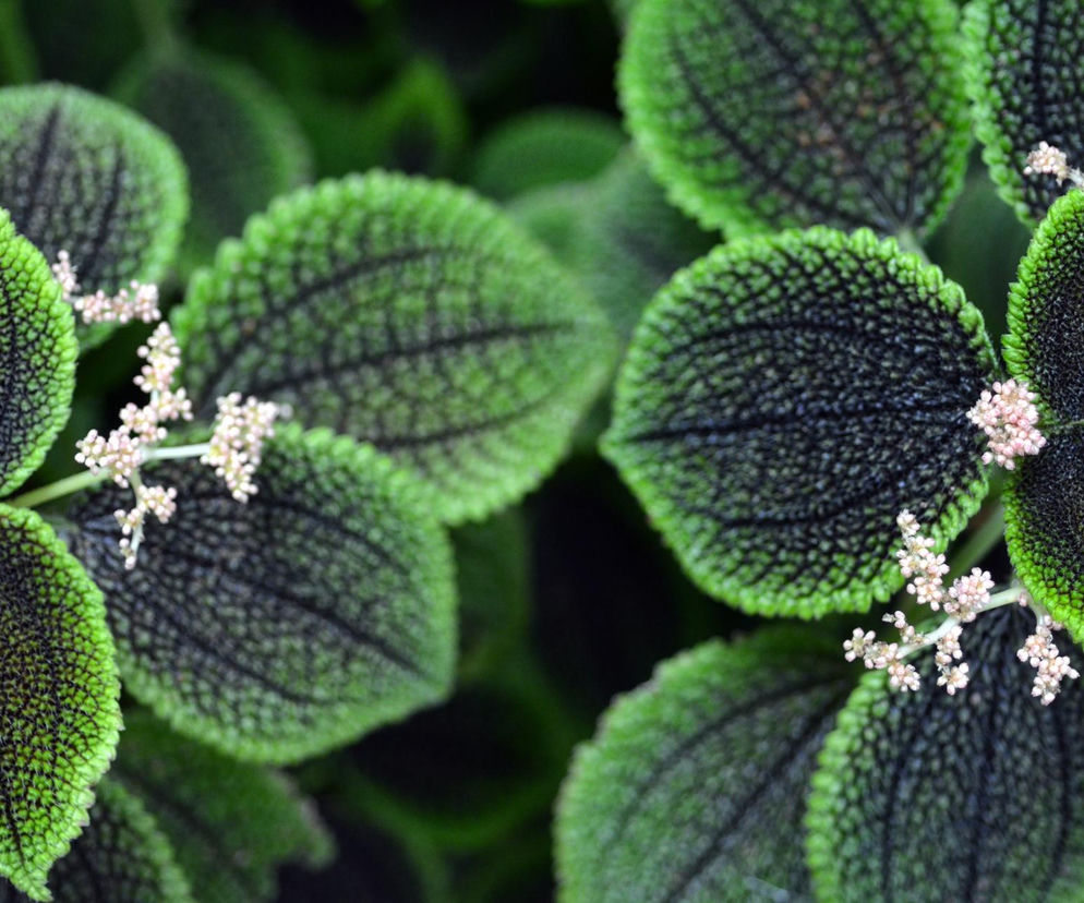Pilea involucrata. Kwiat przyjaźni, który pięknie wygląda w każdym wnętrzu