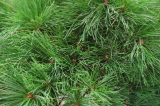 Sosna wejmutka ‘Greg’ - Pinus strobus 'Greg'