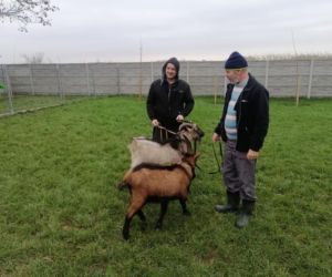 SZOK! Kozy błąkały się po Kaliszu. Jak się tu znalazły? [ZDJĘCIA]