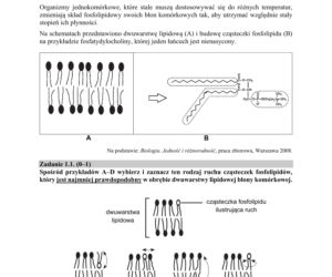 Matura 2020 ARKUSZE CKE z biologii POZIOM ROZSZERZONY 