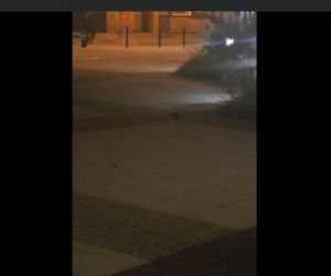 „Obrzydlistwo!” Nagrali to w samym centrum Wrocławia. Mieszkańcy przerażeni tym, co biega po ulicach