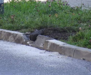 Makabra w Wesołej. Nie żyje kierowca audi