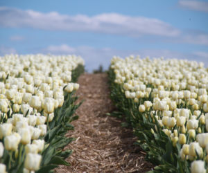 Tulipany na polach w Chrzypsku Wielkim