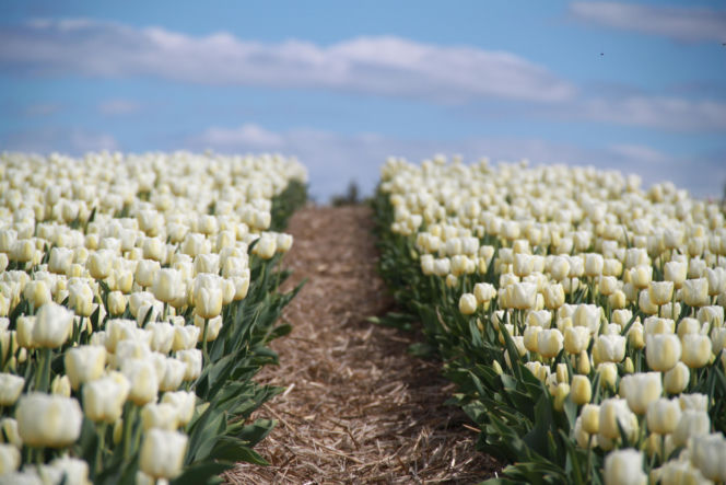 Tulipany na polach w Chrzypsku Wielkim