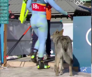 IO 2026: Pies na trasie biegu