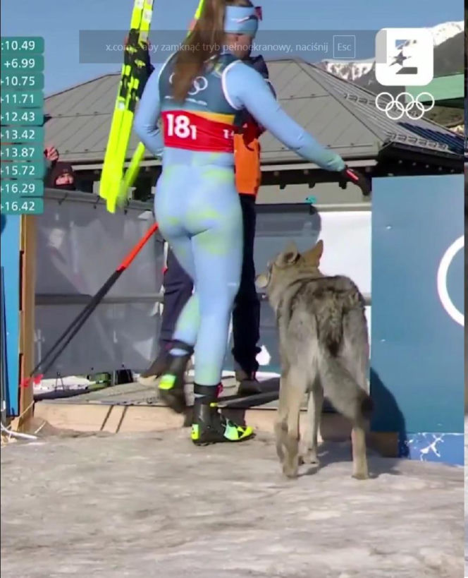 IO 2026: Pies na trasie biegu