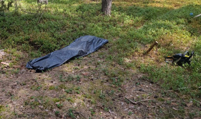 Tragedia podczas wycinki drzew. Olbrzymi konar zmiażdżył Pawła w lesie