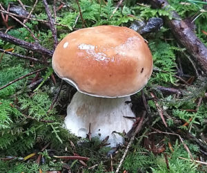 Król starachowickich lasów Samotny Wilk