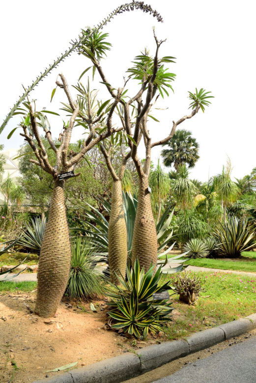 Pachypodium Lamera