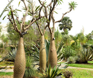 Pachypodium Lamera