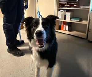 Katował psa na ulicy we Wrocławiu. Jego tłumaczenie jest szokujące!