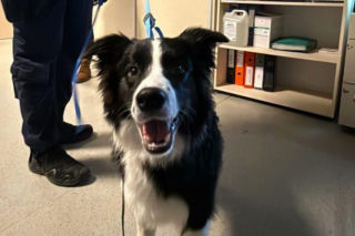 Katował psa na ulicy we Wrocławiu. Jego tłumaczenie jest szokujące!