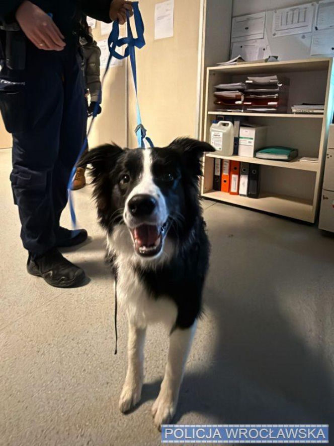Katował psa na ulicy we Wrocławiu. Jego tłumaczenie jest szokujące!