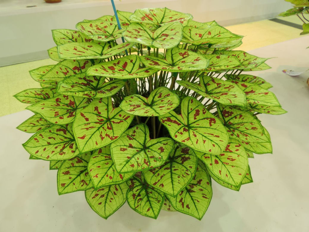 Kaladium 
