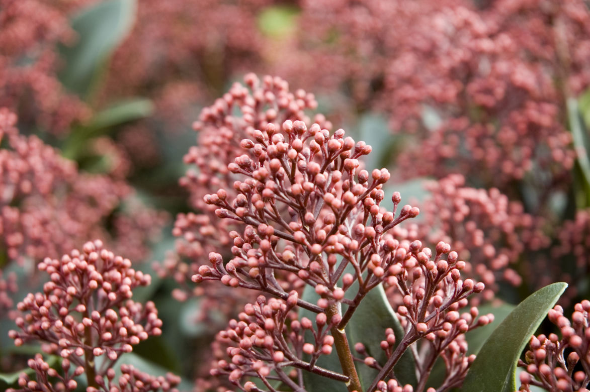 Skimia japońska 'Rubella'