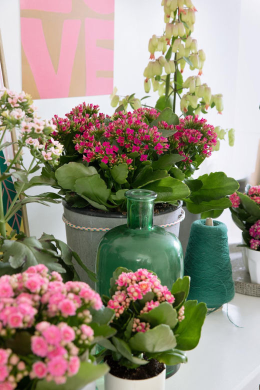 Kalanchoe