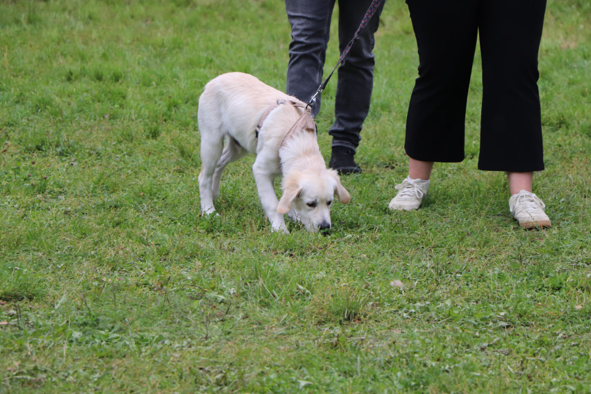 XIII Piknik Przyjaciół Schroniska w Toruniu. Fotorelacja z imprezy