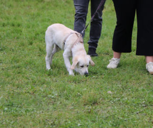 XIII Piknik Przyjaciół Schroniska w Toruniu. Fotorelacja z imprezy