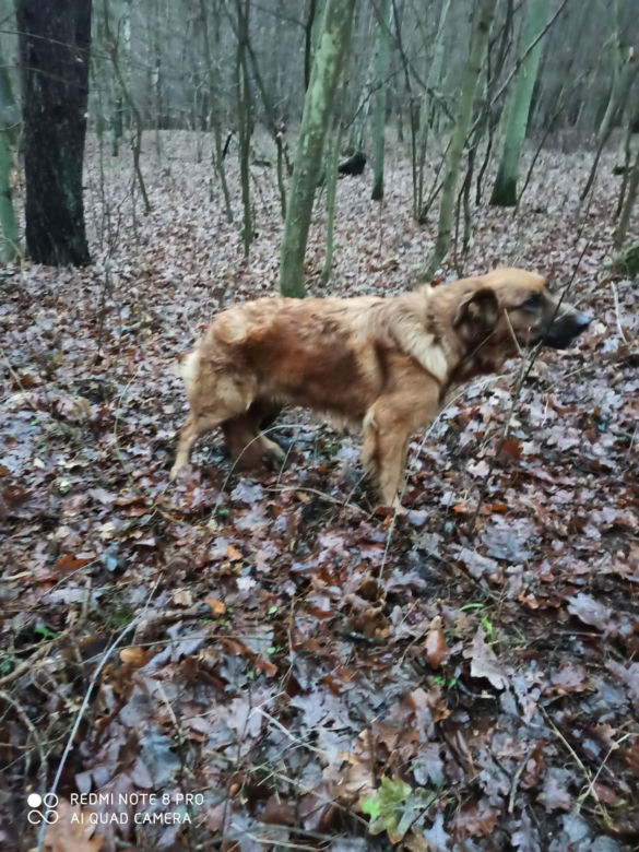 Ktoś przywiązał suczkę do drzewa i zostawił na pewną śmierć! Policja szuka właściciela [ZDJĘCIA]