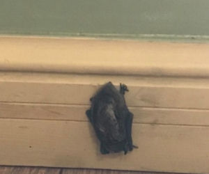 W lokalu na Starym Mieście spał Batman. Musiała interweniować straż miejska [FOTO]