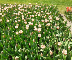 Tulipany w łódzkim botaniku
