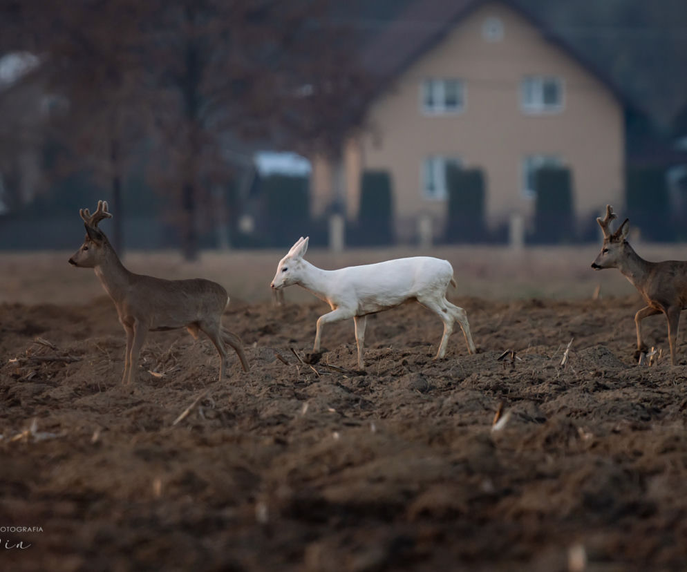 Sarna Albinos widziana w okolicy Dębicy [ZDJĘCIA]