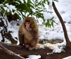 Zimowe harce na śniegu - zwierzaki z płockiego zoo szaleją ZOBACZ ZDJĘCIA!