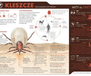 Kleszcze przenoszą boreliozę i kleszczowe zapalnie opon mózgowych