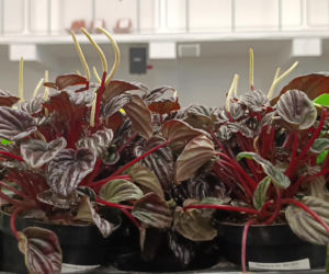 Festiwal Roślin w Enea Arenie