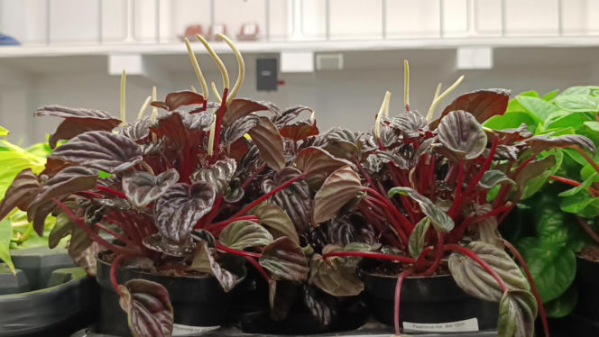 Festiwal Roślin w Enea Arenie