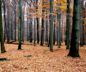 Najpiękniejsze miejsca na jesienne spacery