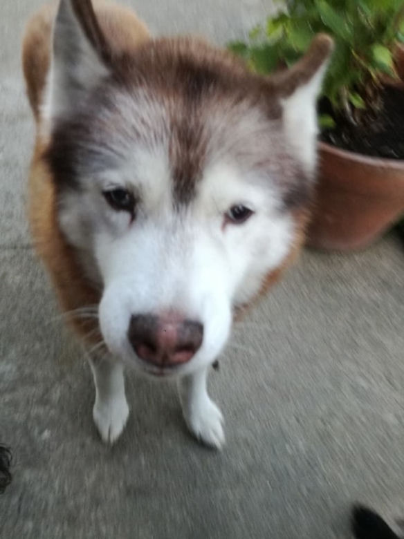 UWAGA ZAGINĄŁ 16-LETNI RUDY HUSKY!