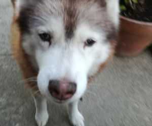 UWAGA ZAGINĄŁ 16-LETNI RUDY HUSKY!
