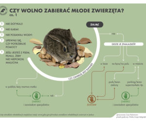 samotne zwierzęta w lesie
