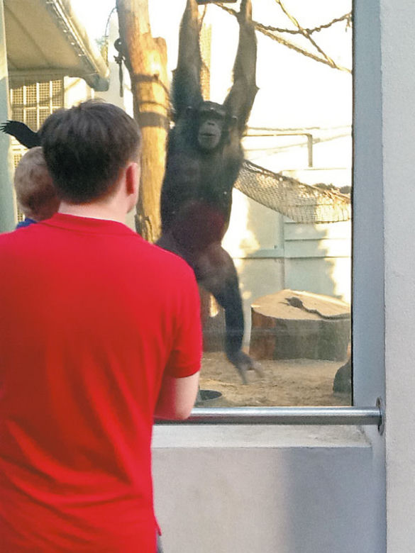 Ziobro wypoczywa w zoo