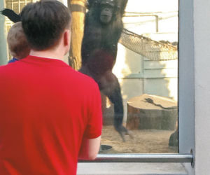 Ziobro wypoczywa w zoo