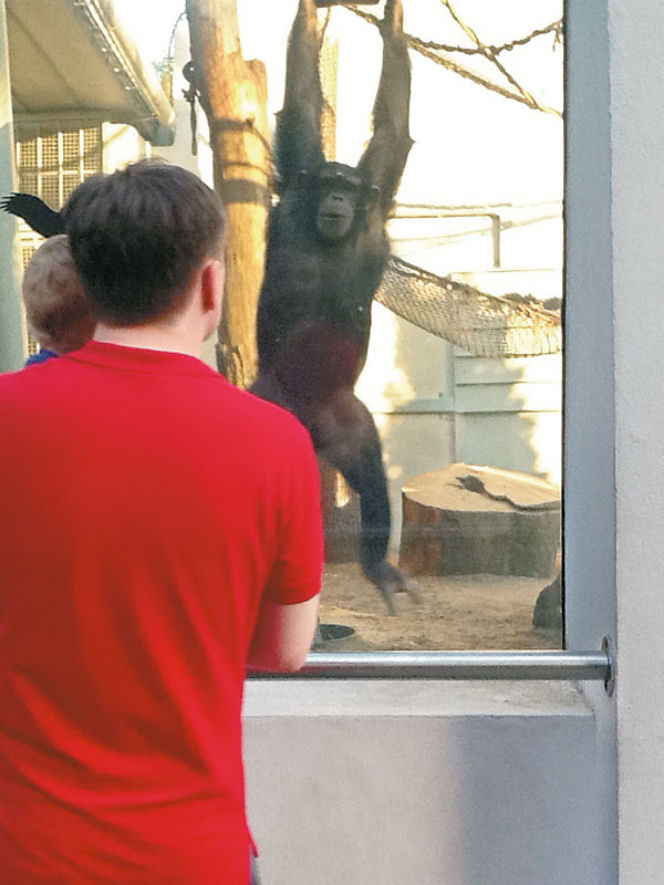 Ziobro wypoczywa w zoo