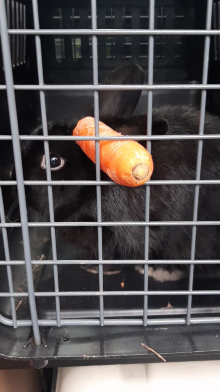 Lis i królik rzucili wyzwanie strażnikom z Ekopatrolu