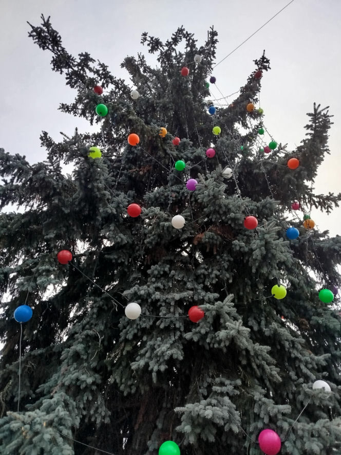 Choinka miejska Siedlce