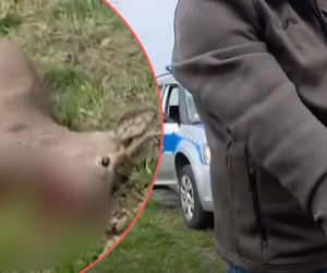 Koszmar pod Bolesławcem. Poderżnął gardło rannej na oczach policjanta