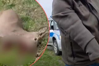 Koszmar pod Bolesławcem. Poderżnął gardło rannej na oczach policjanta