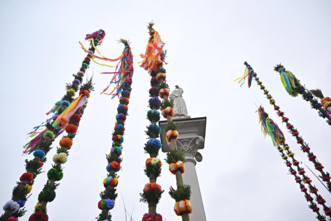 35 metrów i 80 centymetrów liczy palma, która zwyciężyła tegoroczny konkurs palm w Lipnicy Murowanej