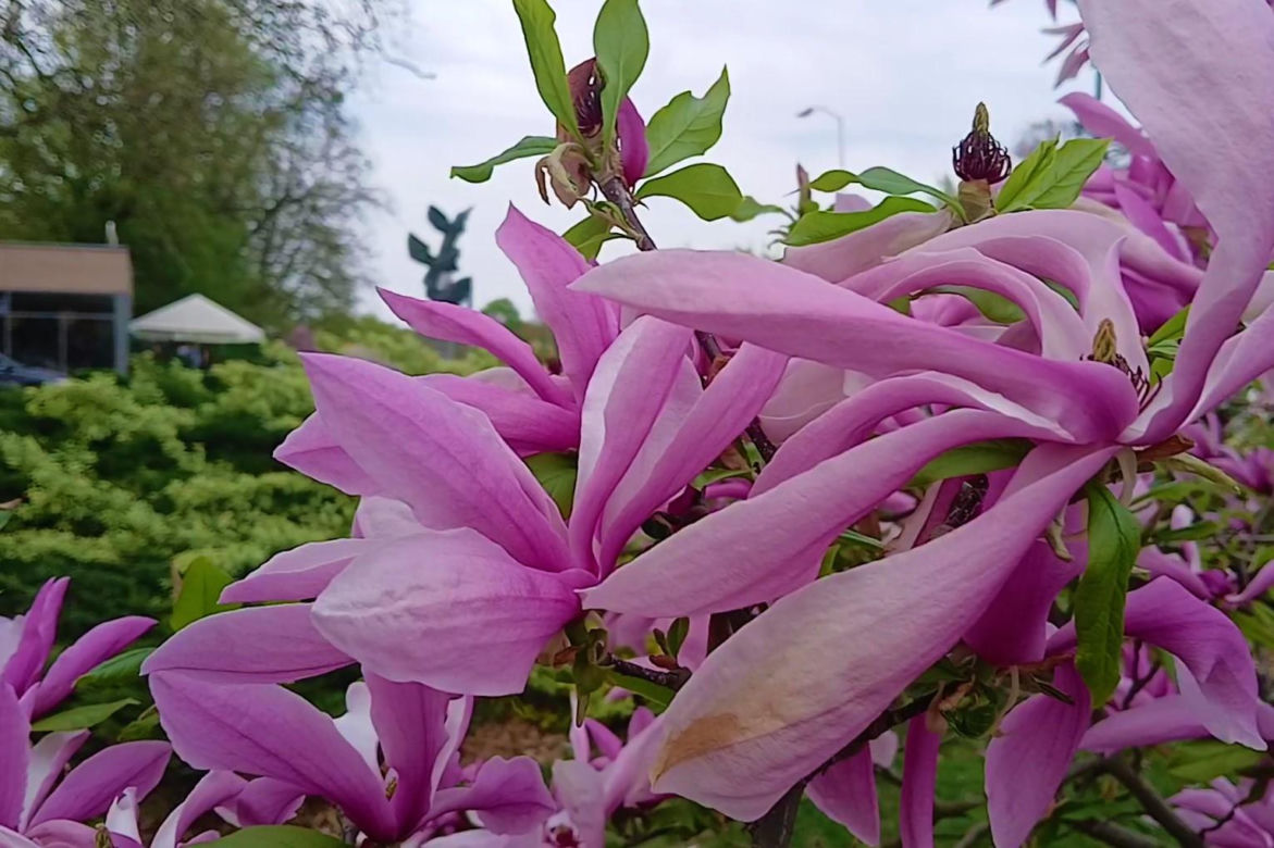 Magnolie w Szczecinie