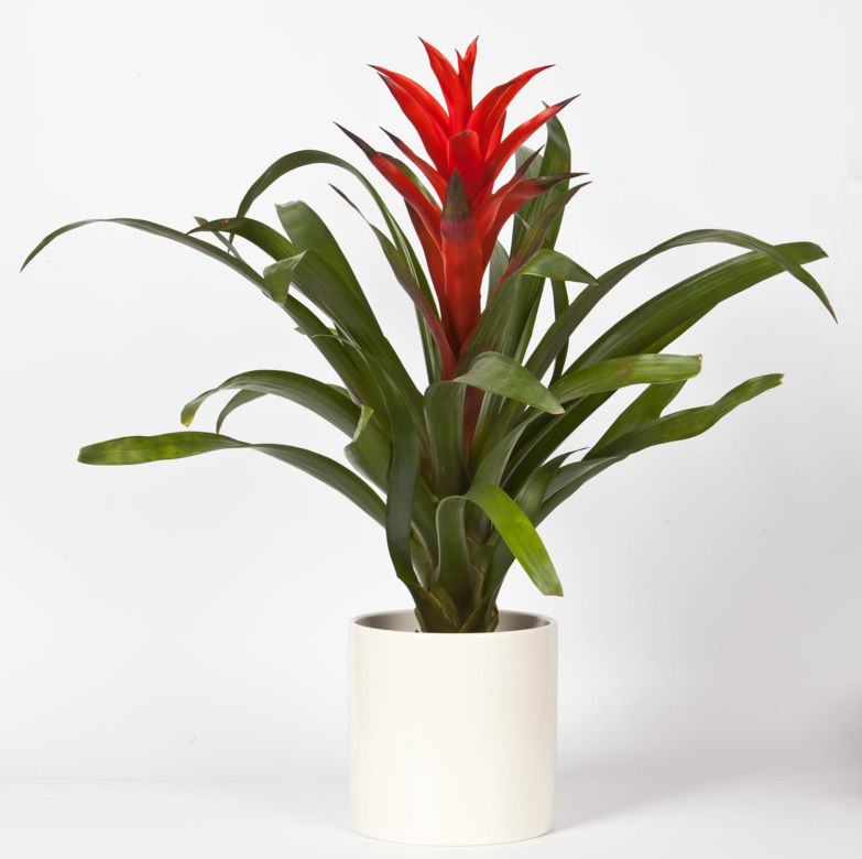 Guzmania